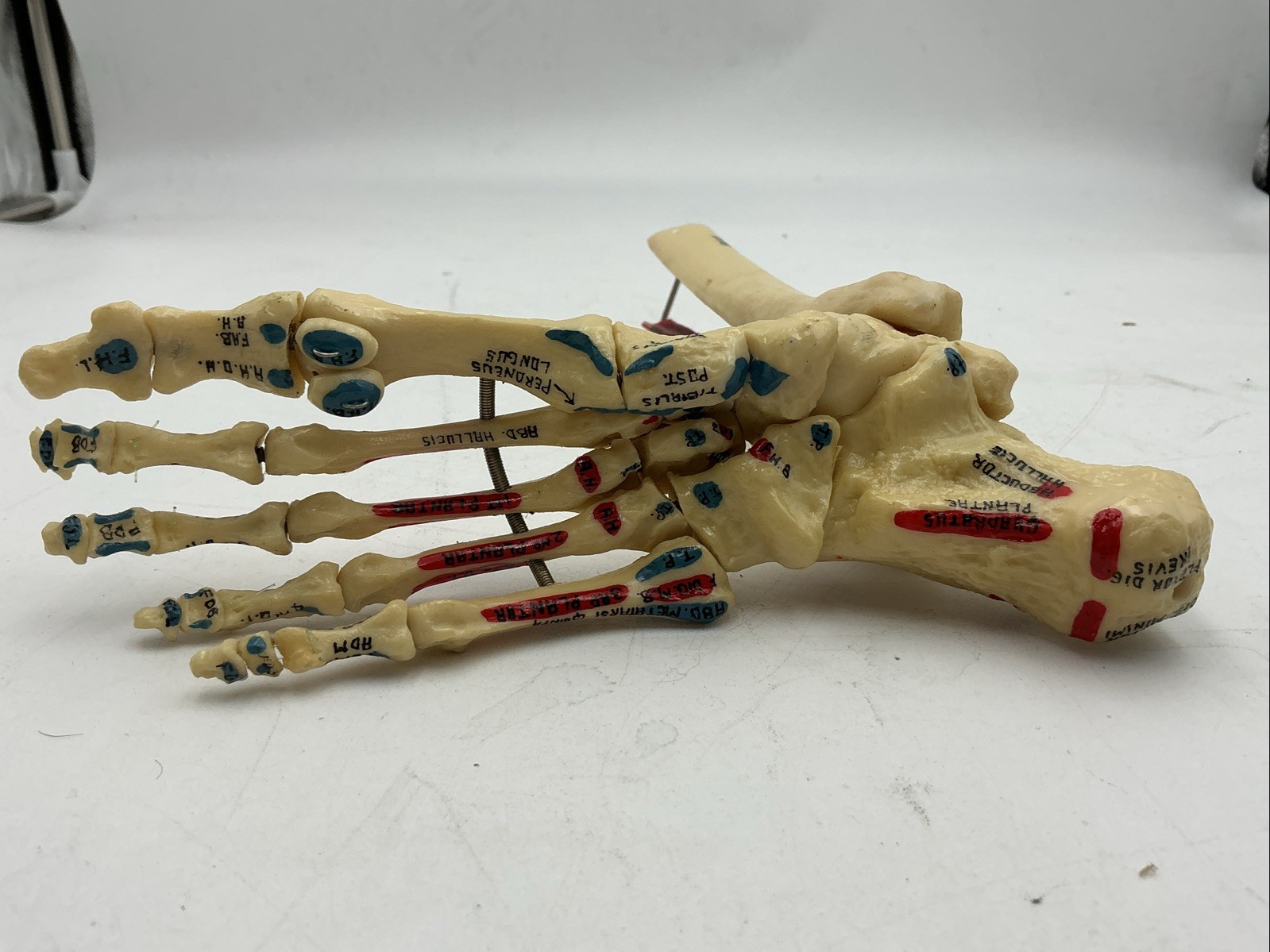 Medical Plastics Laboratory Foot & Ankle Skeleton Model with Muscle Attachments