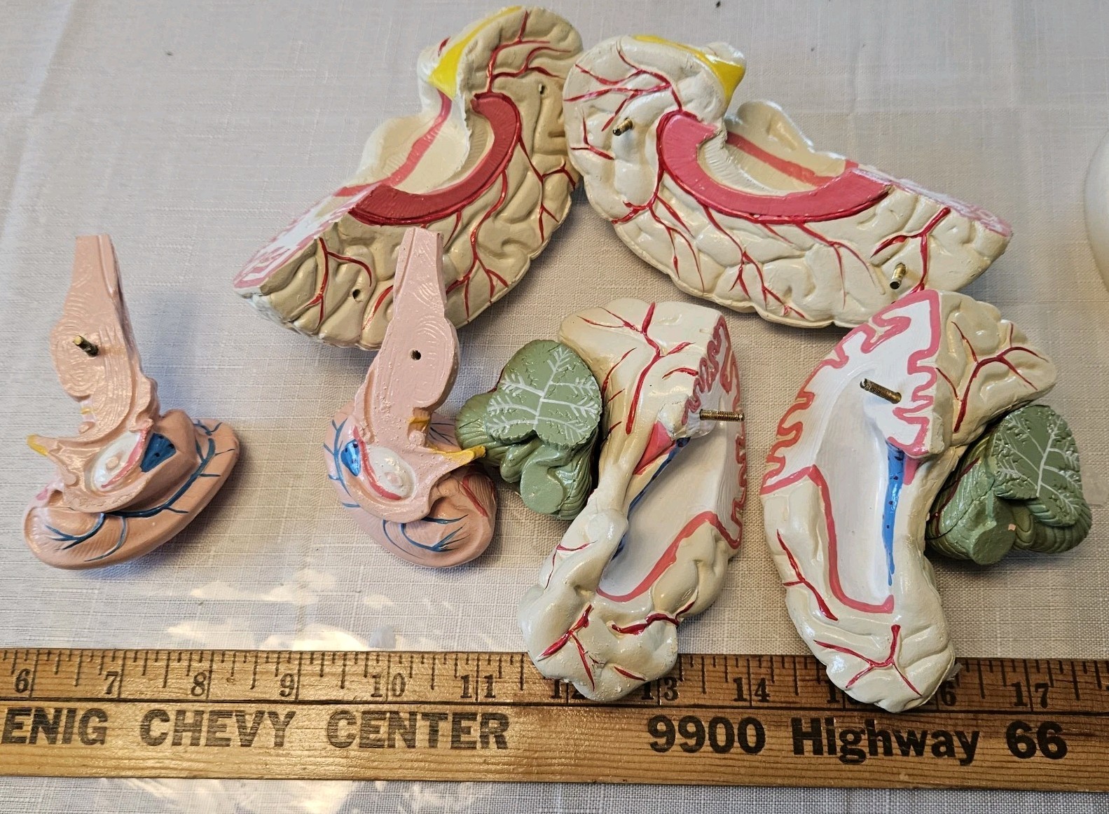 Human Brain Model Anatomy 8 Part Anatomical Brain Model w/Base Doctor’s Office