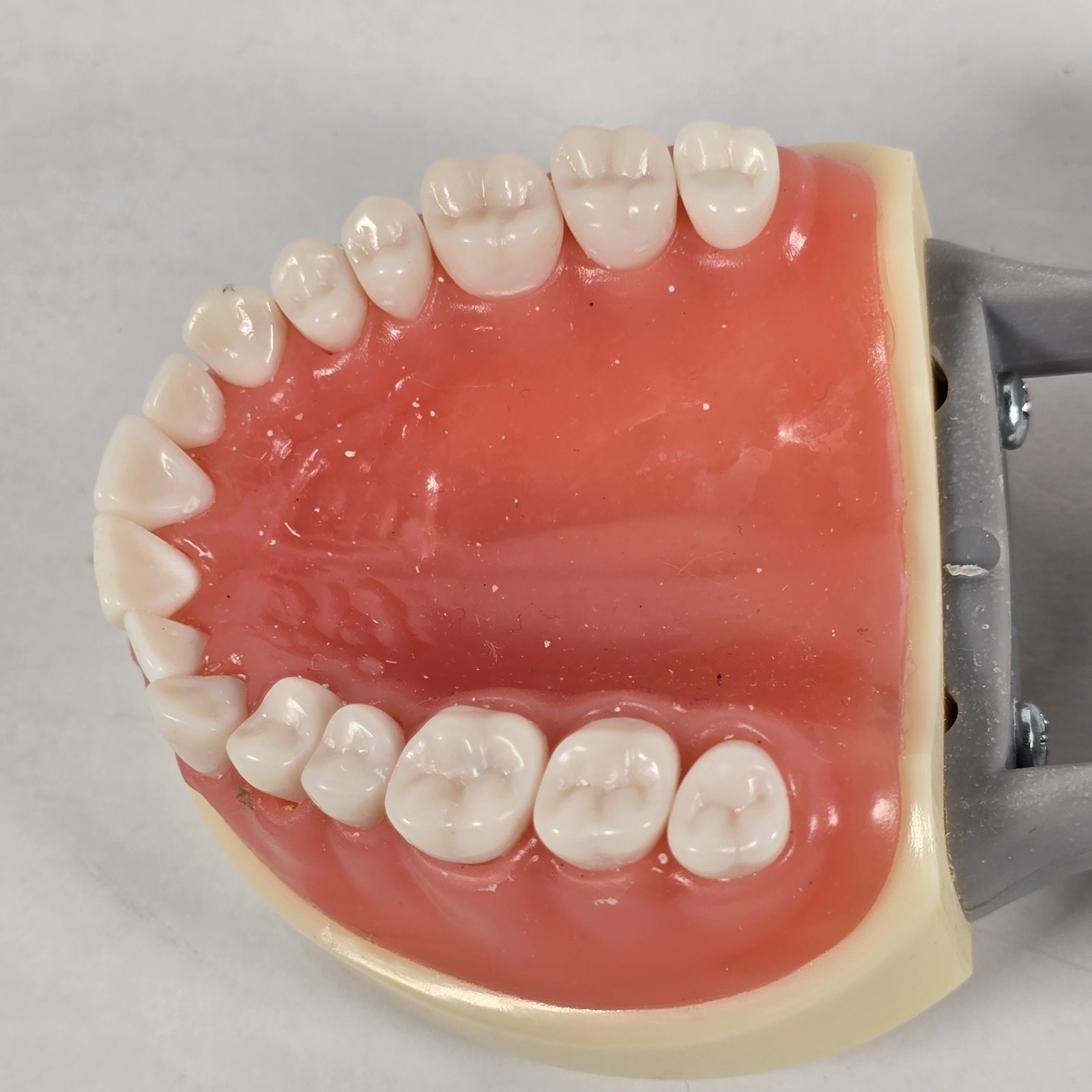 Student Dental Teeth Form, DM-200G, UN Branded