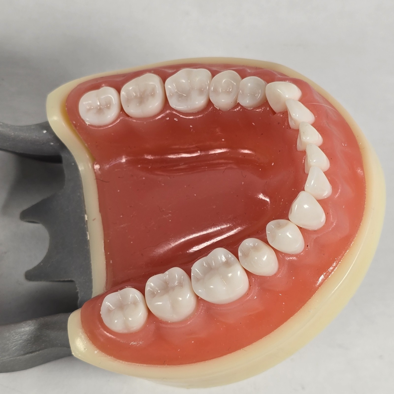 Student Dental Teeth Form, DM-200G, UN Branded