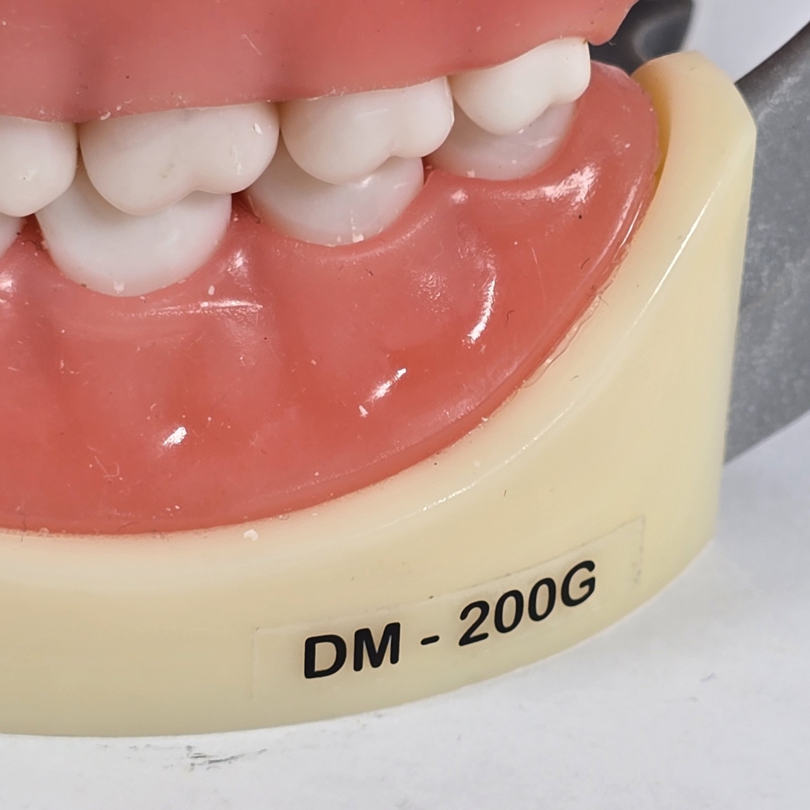 Student Dental Teeth Form, DM-200G, UN Branded