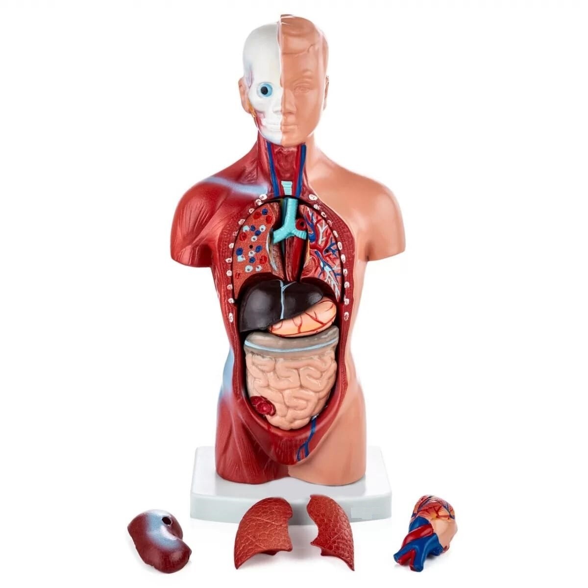 Mini Human Torso Model With 15 Removable Parts | Made Up Of Unbreakable PVC
