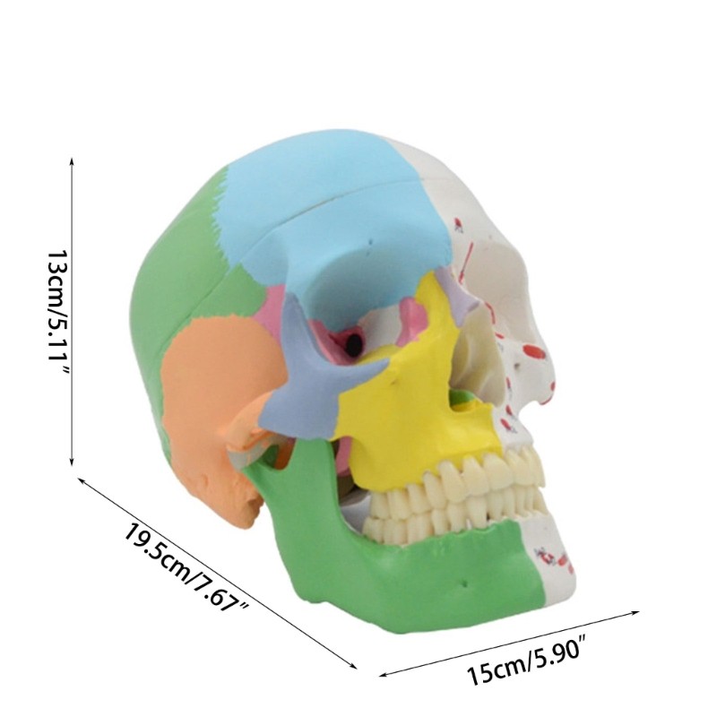 Medical Skull Mandible Model Doctor Office Anatomy Classroom Study Aid