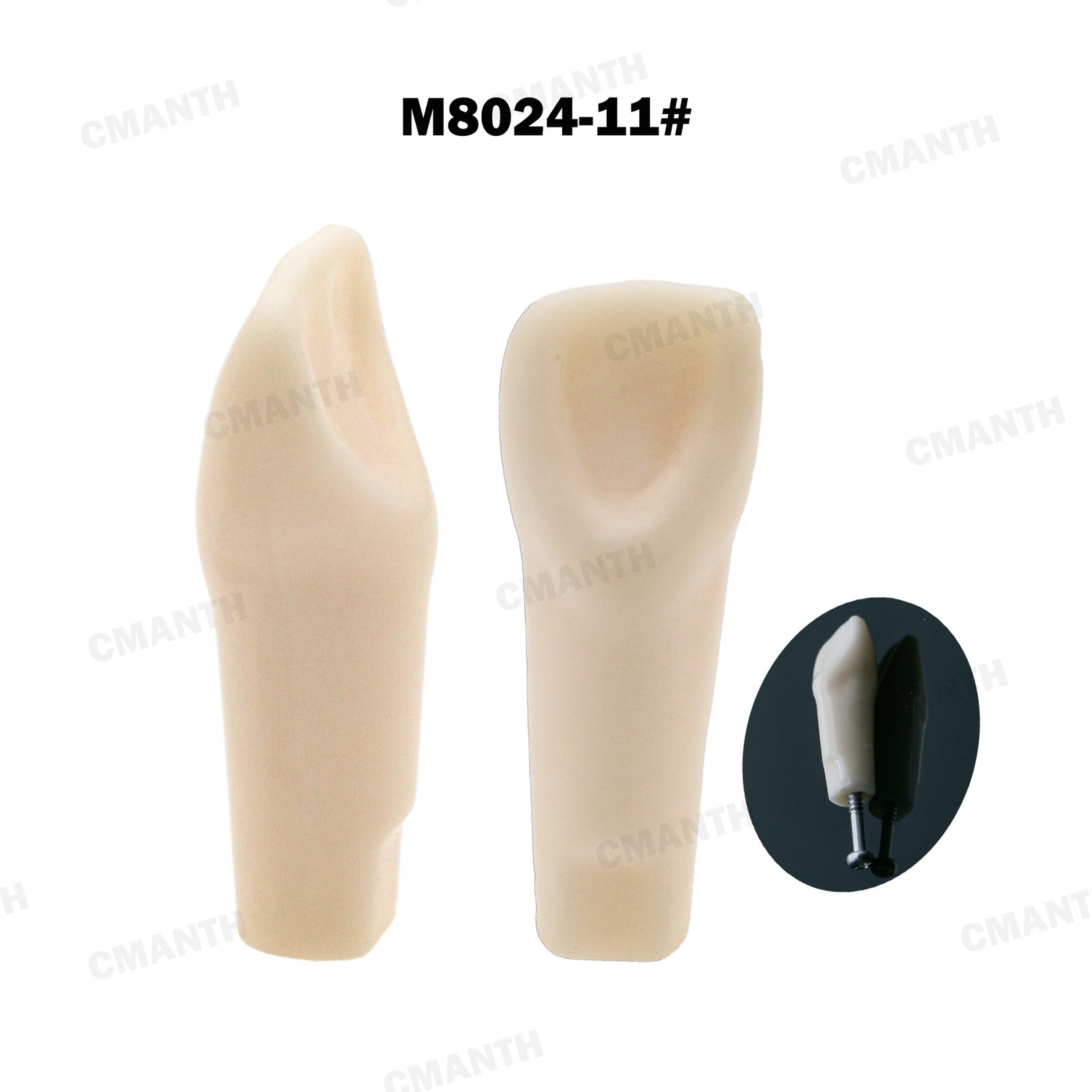 Screw-in Dental Teeth Typodont Model Replacement Fit Kilgore NISSIN 200/500 Type