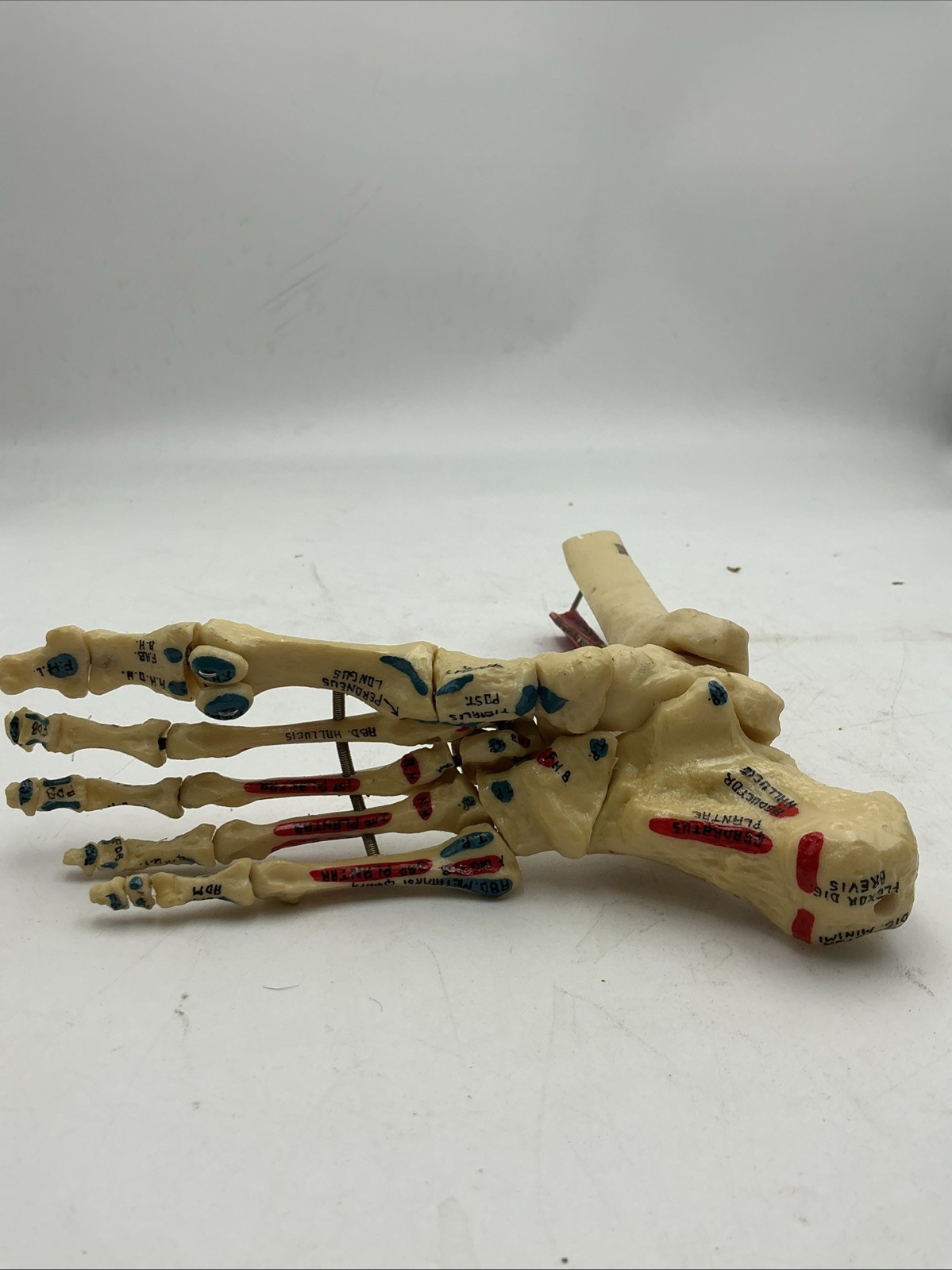 Medical Plastics Laboratory Foot & Ankle Skeleton Model with Muscle Attachments