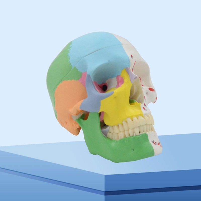 Medical Skull Mandible Model Doctor Office Anatomy Classroom Study Aid