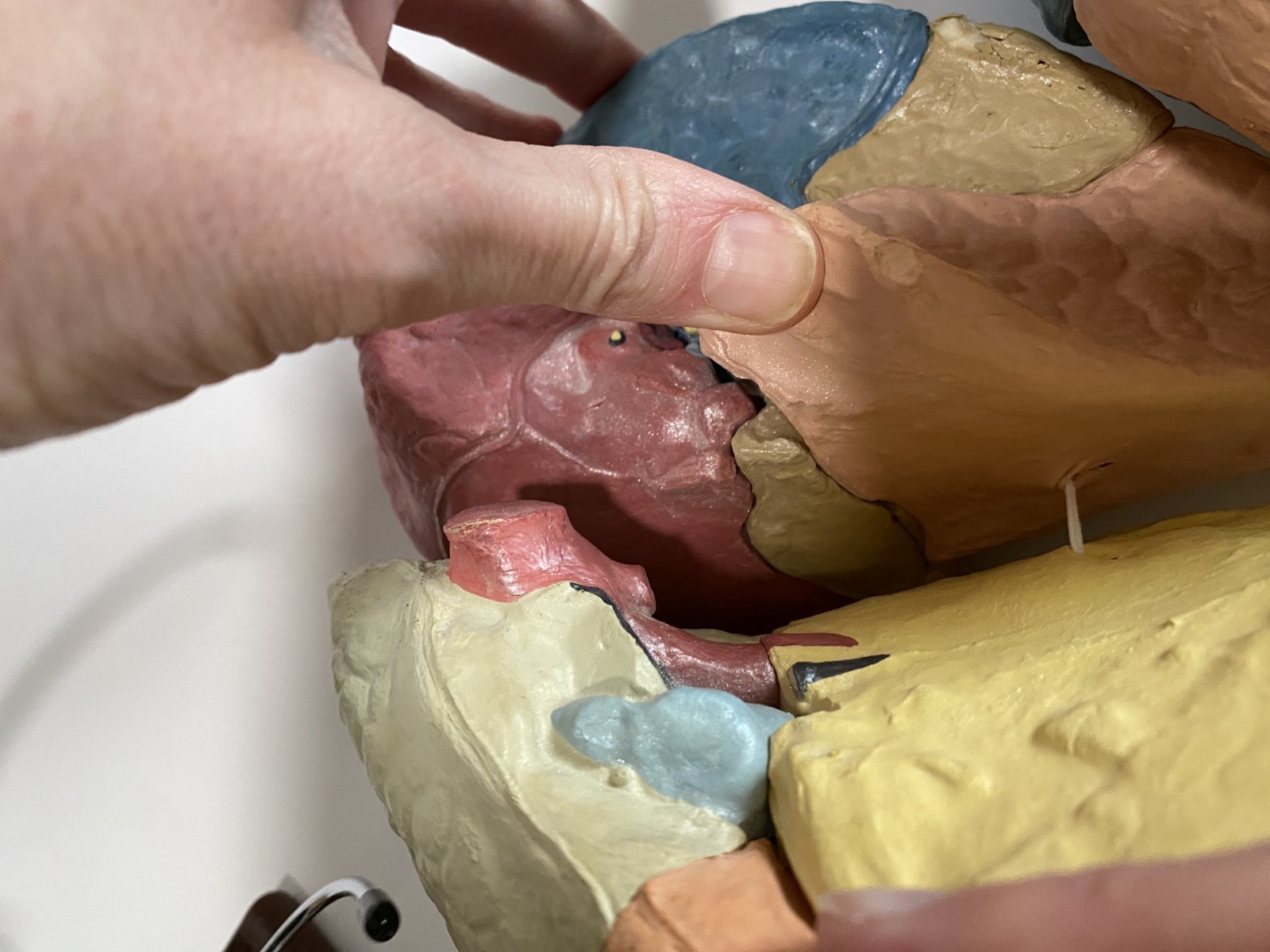 Medical Plastics Laboratory Lung Model on Stand – Anatomy Foam Sections Vintage
