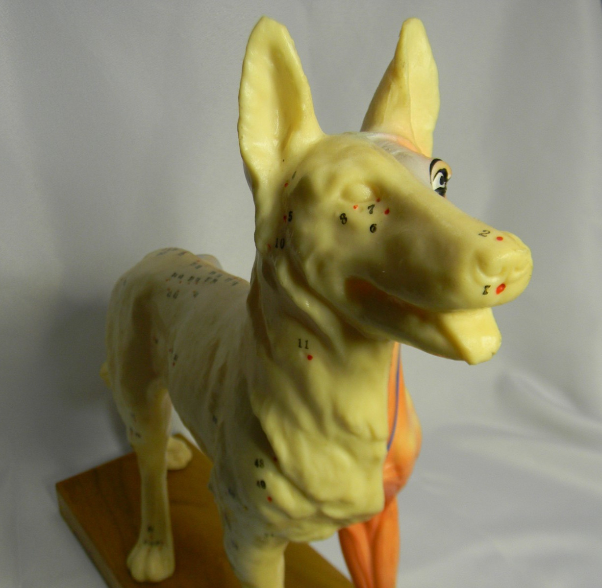 Dog Acupuncture Model Veterinary Medical
