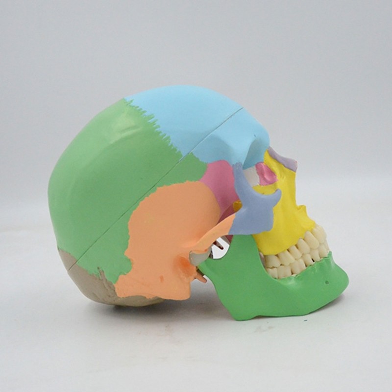 Medical Skull Mandible Model Doctor Office Anatomy Classroom Study Aid