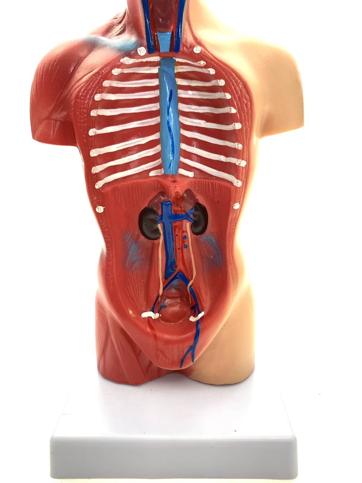 Model Human Body Torso Anatomy For School Science Teacher Doctor Office Decor