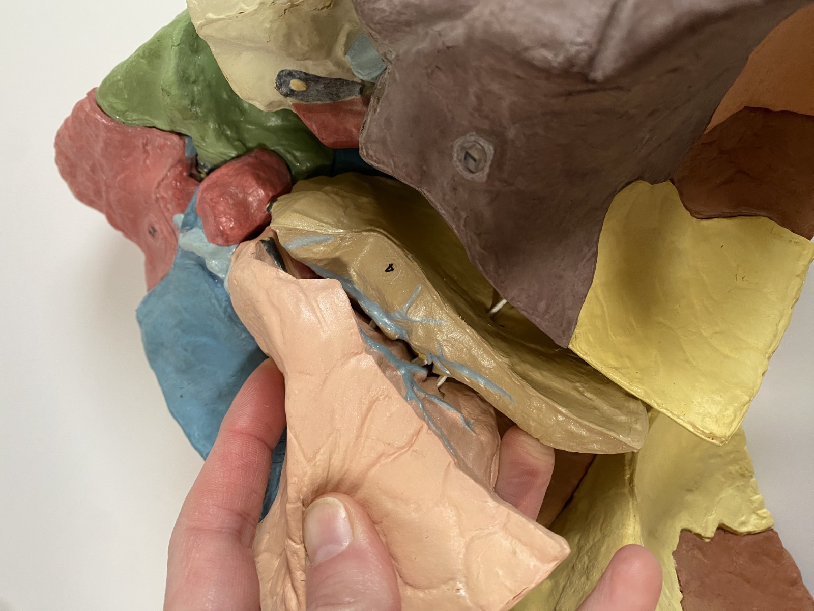 Medical Plastics Laboratory Lung Model on Stand – Anatomy Foam Sections Vintage