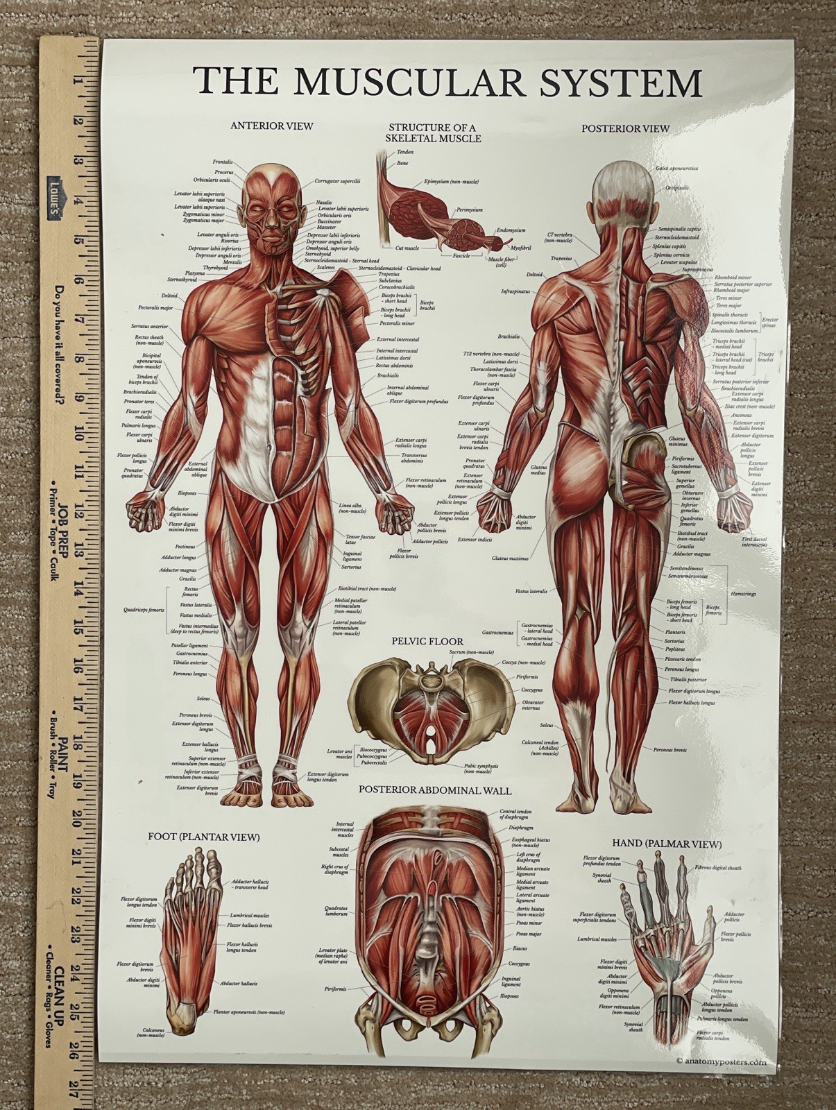 Muscular – Laminated 18″X27” Anatomy Muscular System – Double Sided – Human Body