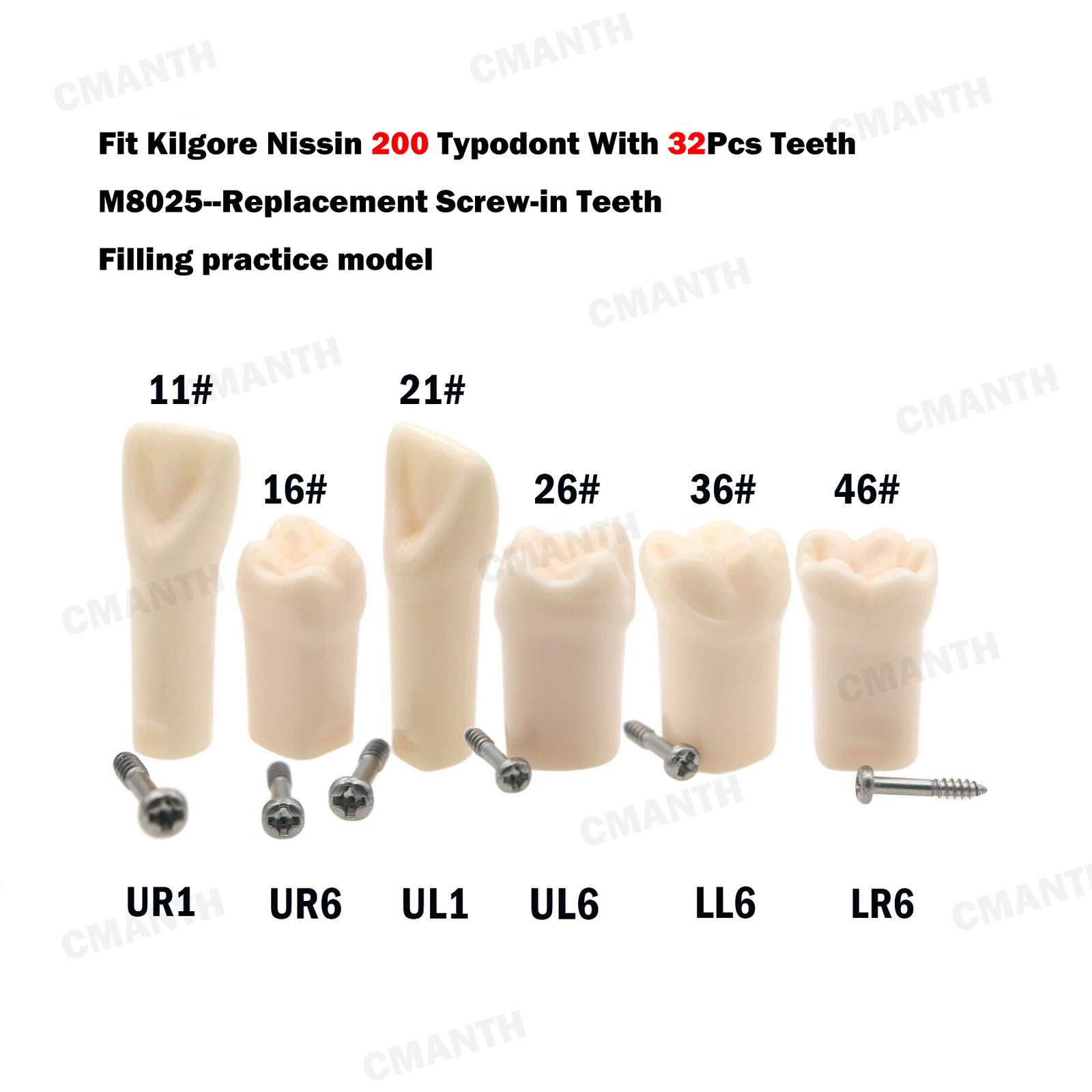 Screw-in Dental Teeth Typodont Model Replacement Fit Kilgore NISSIN 200/500 Type
