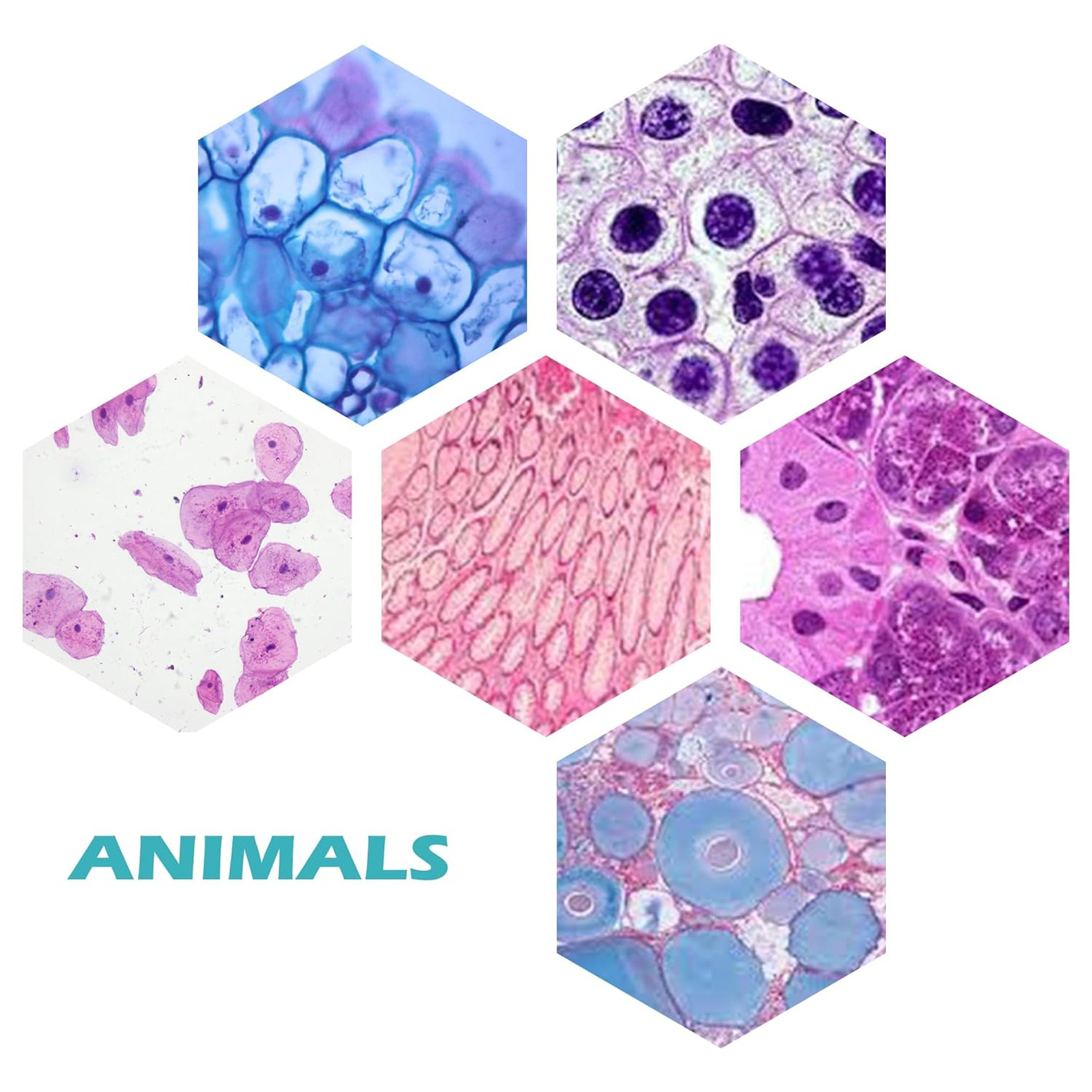 Microscope Slides Set with Labels and Case for Biological Science Education 200