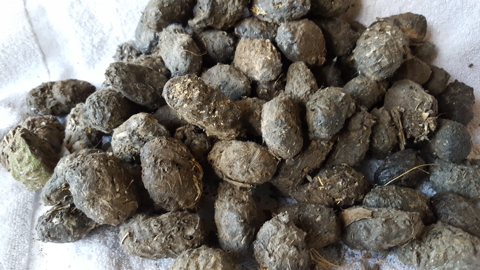 Owl Pellets Large Size–100 Pack, 1″1/2 & Up. Sterilized and Wrapped