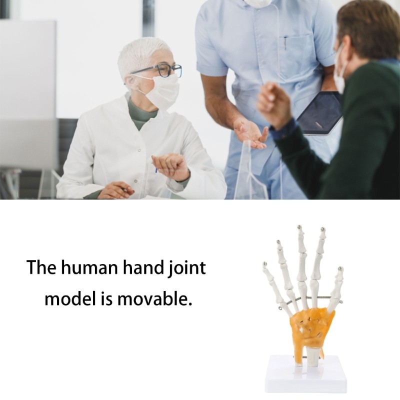 Anatomically Correct Hand Joint Model Flexible Fingers Medicals Art Tool
