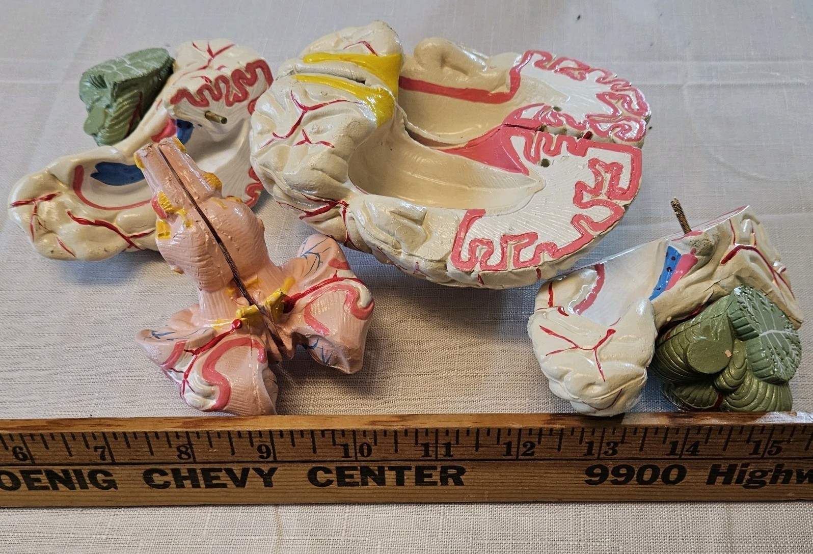 Human Brain Model Anatomy 8 Part Anatomical Brain Model w/Base Doctor’s Office