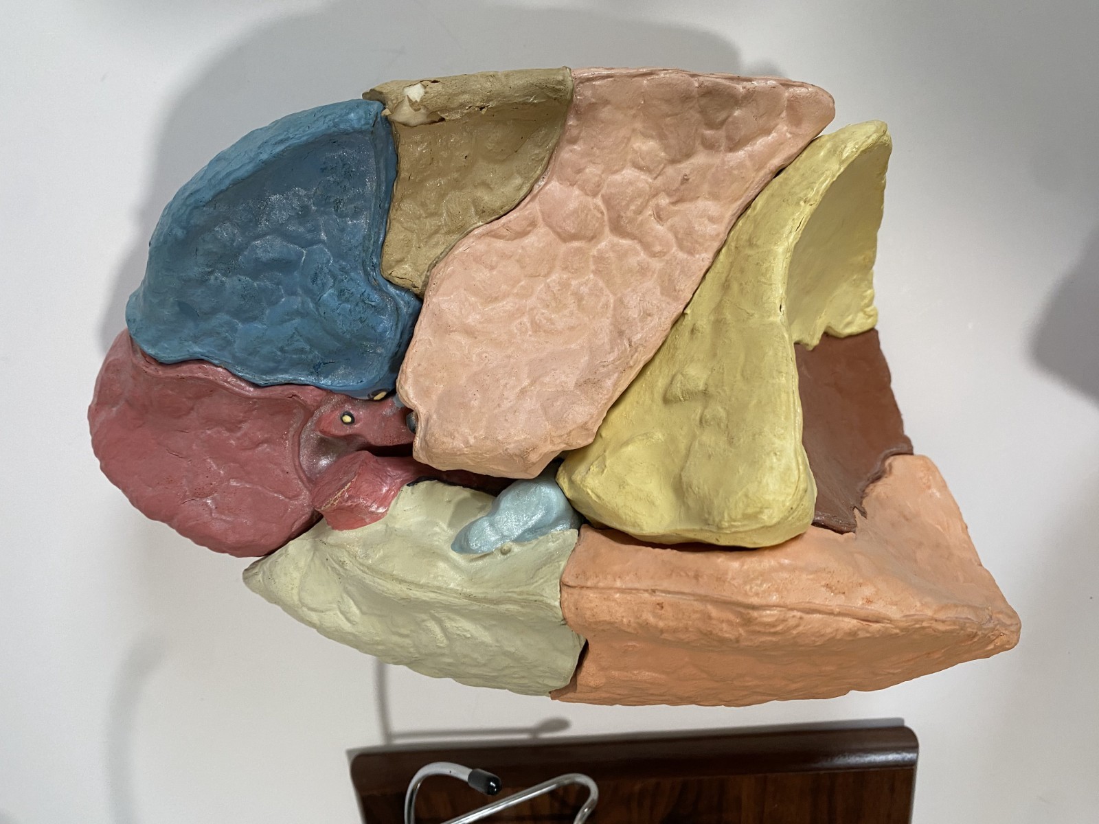 Medical Plastics Laboratory Lung Model on Stand – Anatomy Foam Sections Vintage