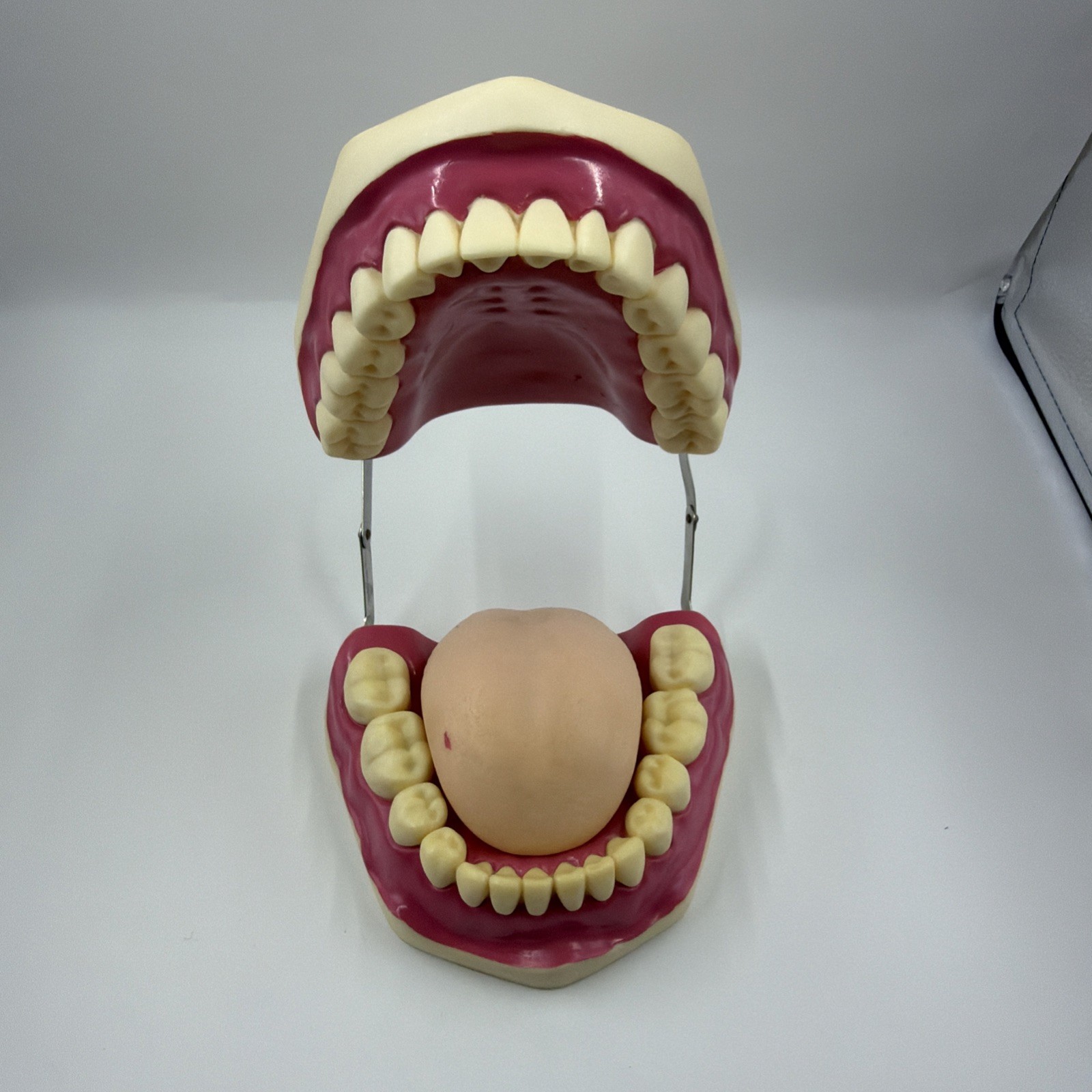 Oversized 6:1 Dental Teach Study Typodont Demonstration Teeth Model