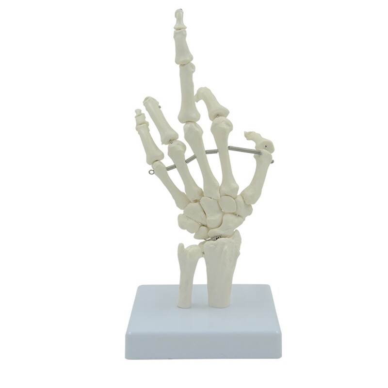 Hand Skeleton Model Shows Articulated Joints Fingers Wrist Movable Knuckles