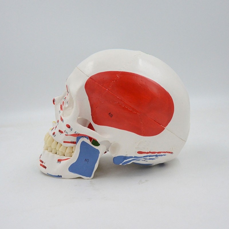 Medical Skull Mandible Model Doctor Office Anatomy Classroom Study Aid