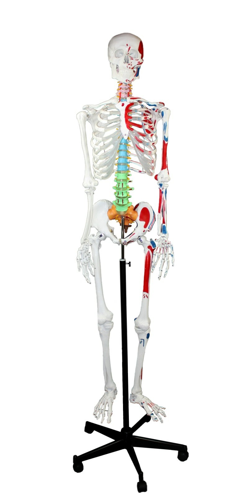 PARCO PB00008 Full Size Skeleton W Hand Painted Muscles, Color-Coded Vertebrae