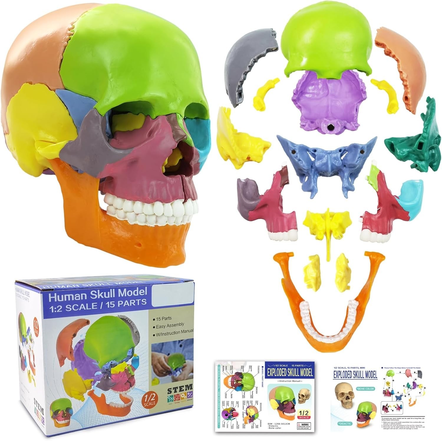 Palm-Sized Detachable Skull Model – Perfect for Anatomy Studies and Education