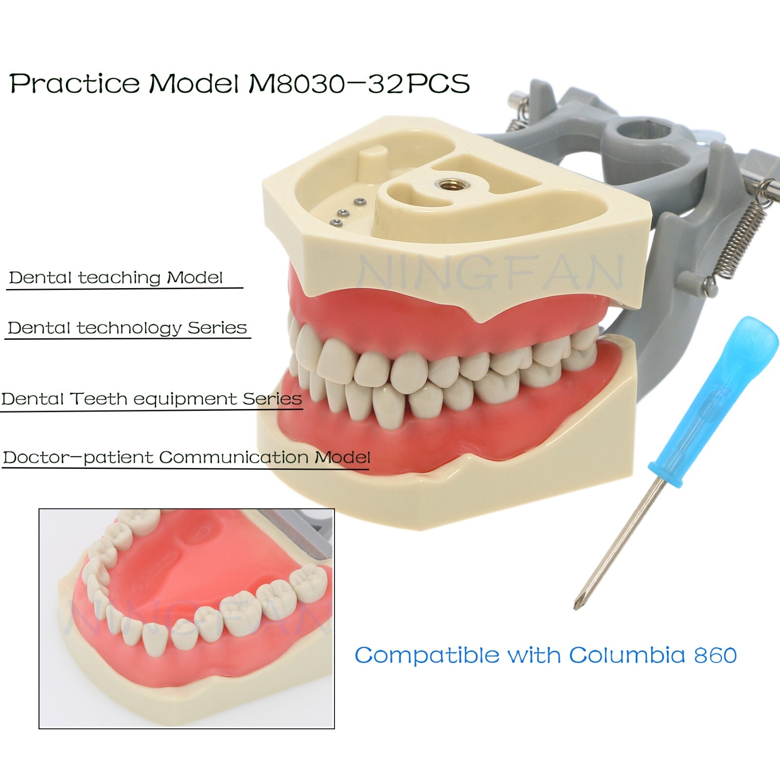 Dental Columbia 860 Teeth Model 32 Teeth Magnetic Quick Disconnect/Standard Type