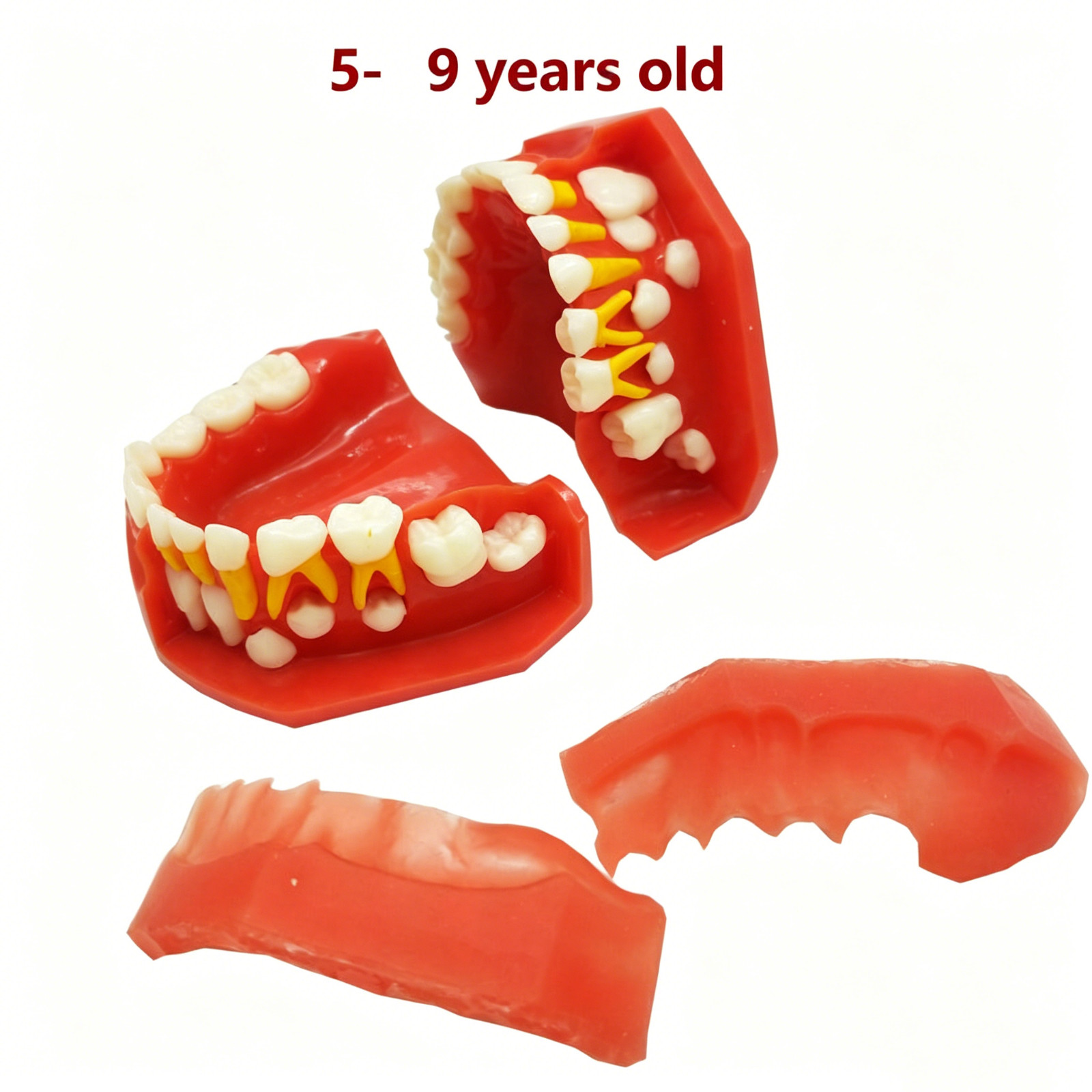 Dental Teaching Pediatrics Teeth Children 5-9Years Old Permanent Alternate Model