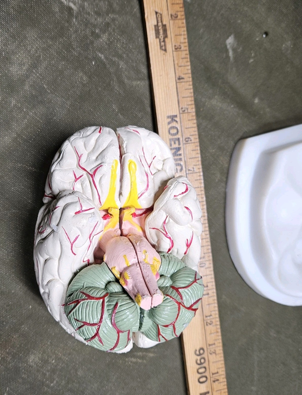 Human Brain Model Anatomy 8 Part Anatomical Brain Model w/Base Doctor’s Office