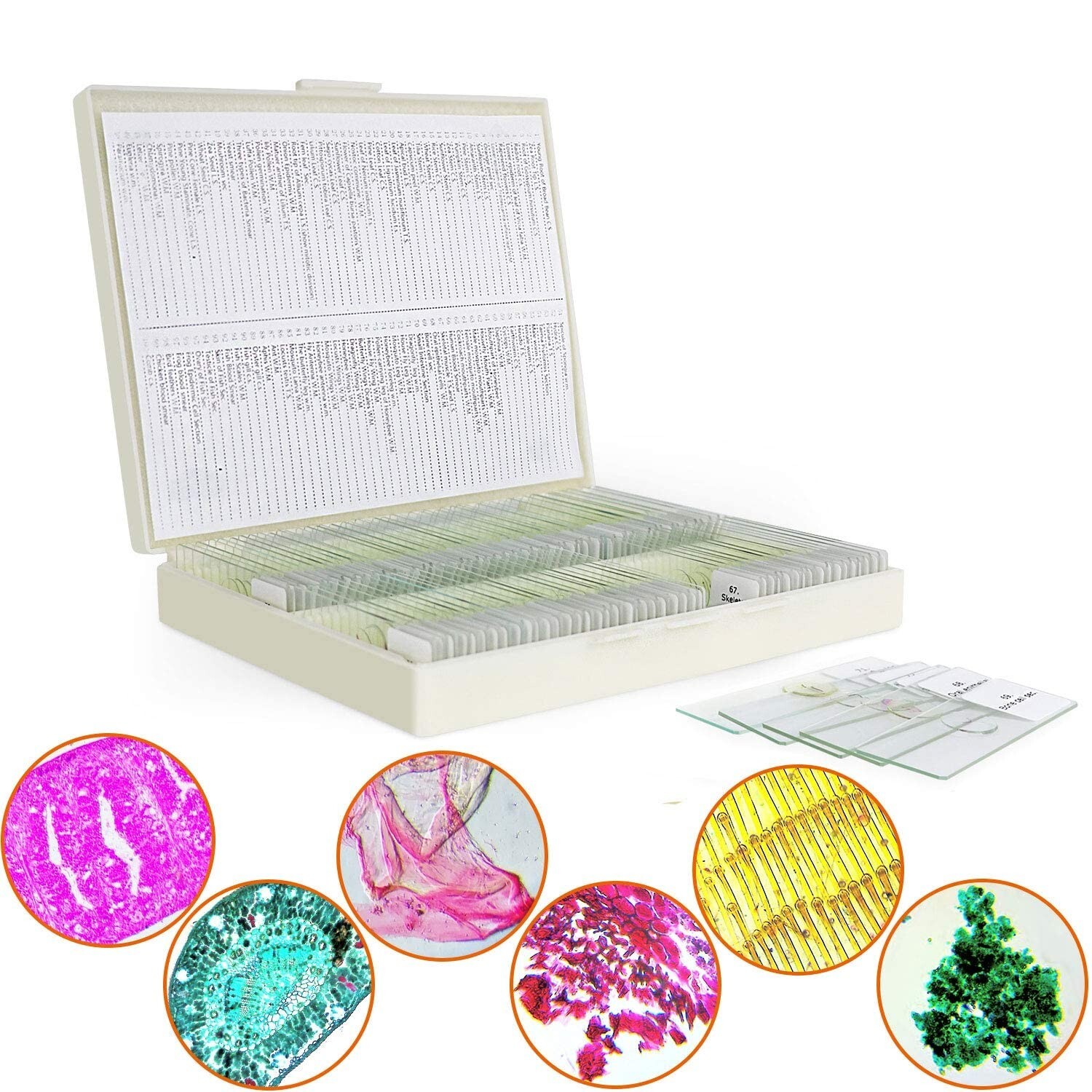 High-Quality Glass Microscope Slides with 100 Various Specimens – Kids & Adults