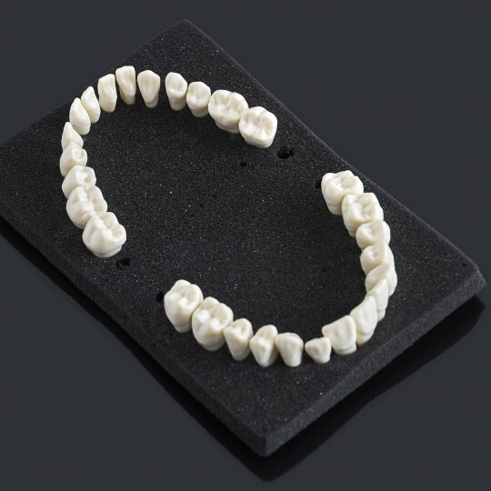 RMH3 Dental Teeth Study Model Standard Melamine Teeth 28/pk For AG3 Model