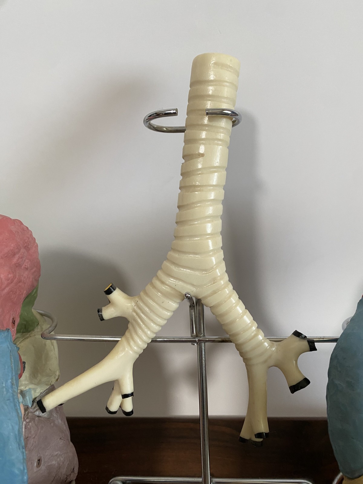 Medical Plastics Laboratory Lung Model on Stand – Anatomy Foam Sections Vintage