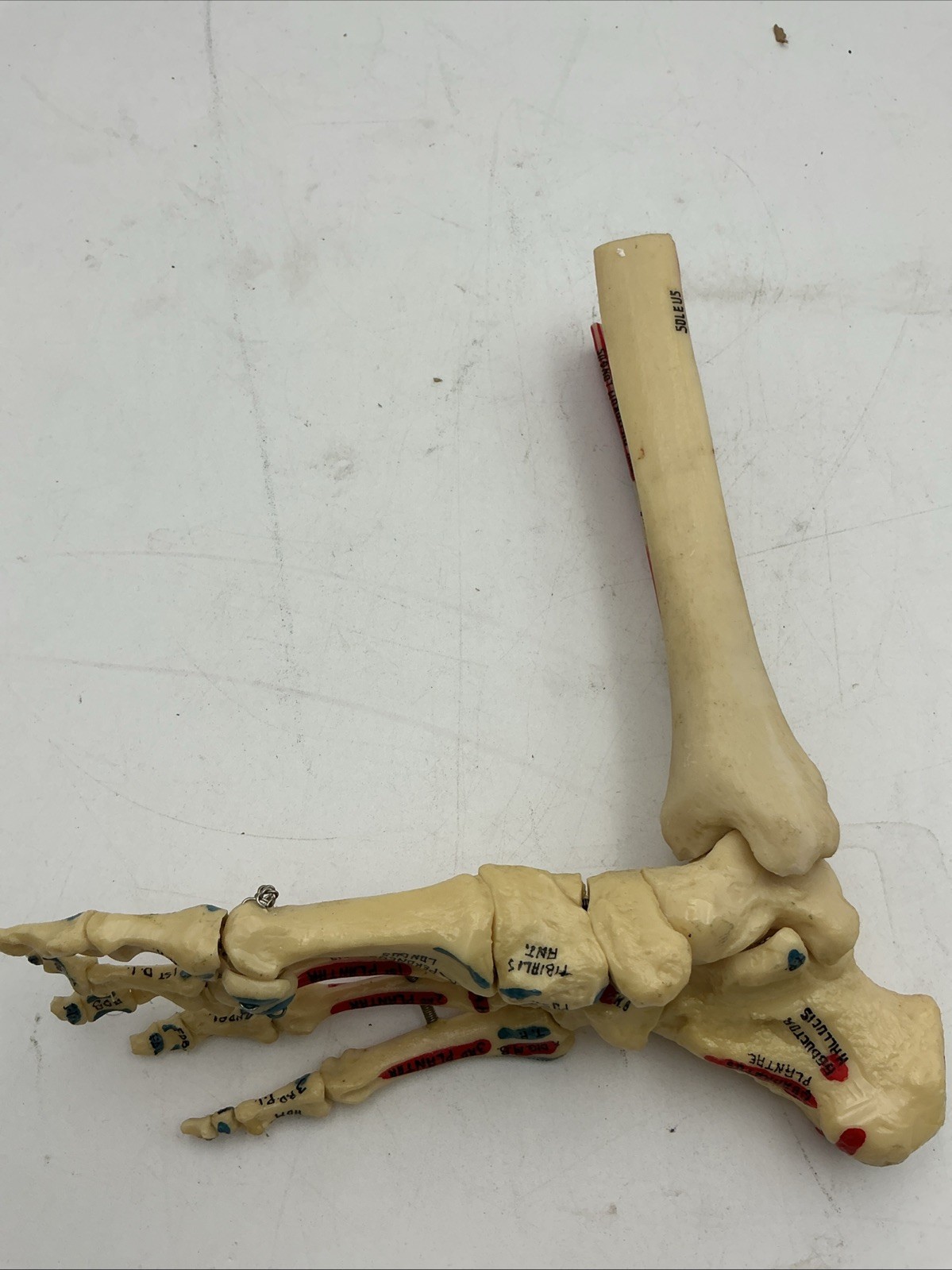 Medical Plastics Laboratory Foot & Ankle Skeleton Model with Muscle Attachments