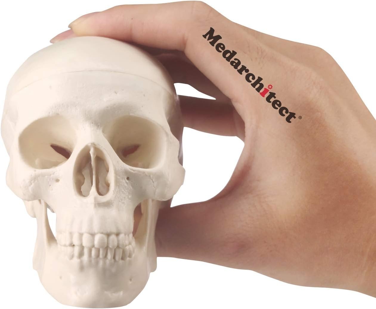 Mini Skull Model Small Size Human Anatomy Skull Model with Moving Jaw and Art…