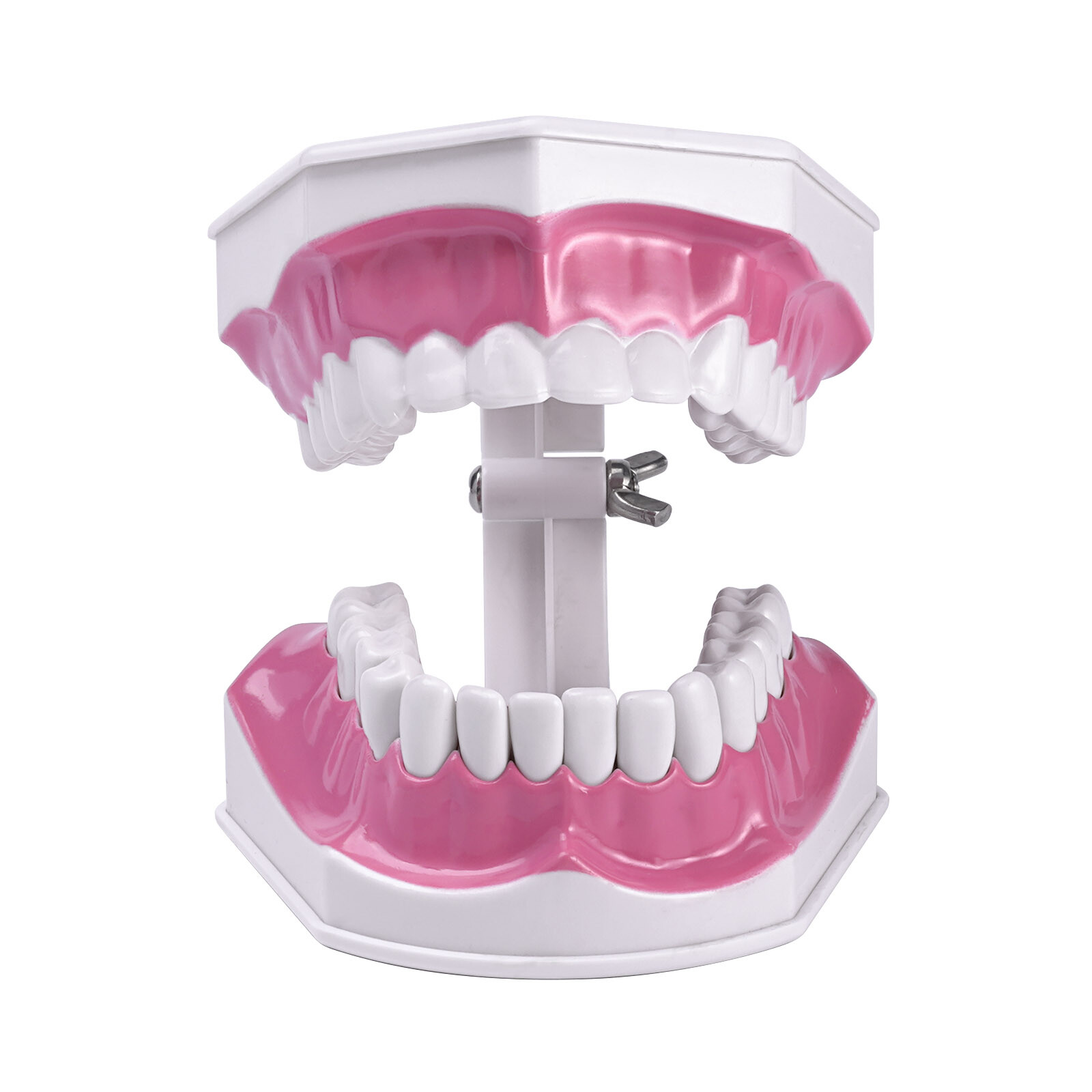 Dental Typodont Demonstration Model Removable 28 Teeth 2 Time Large Study Model