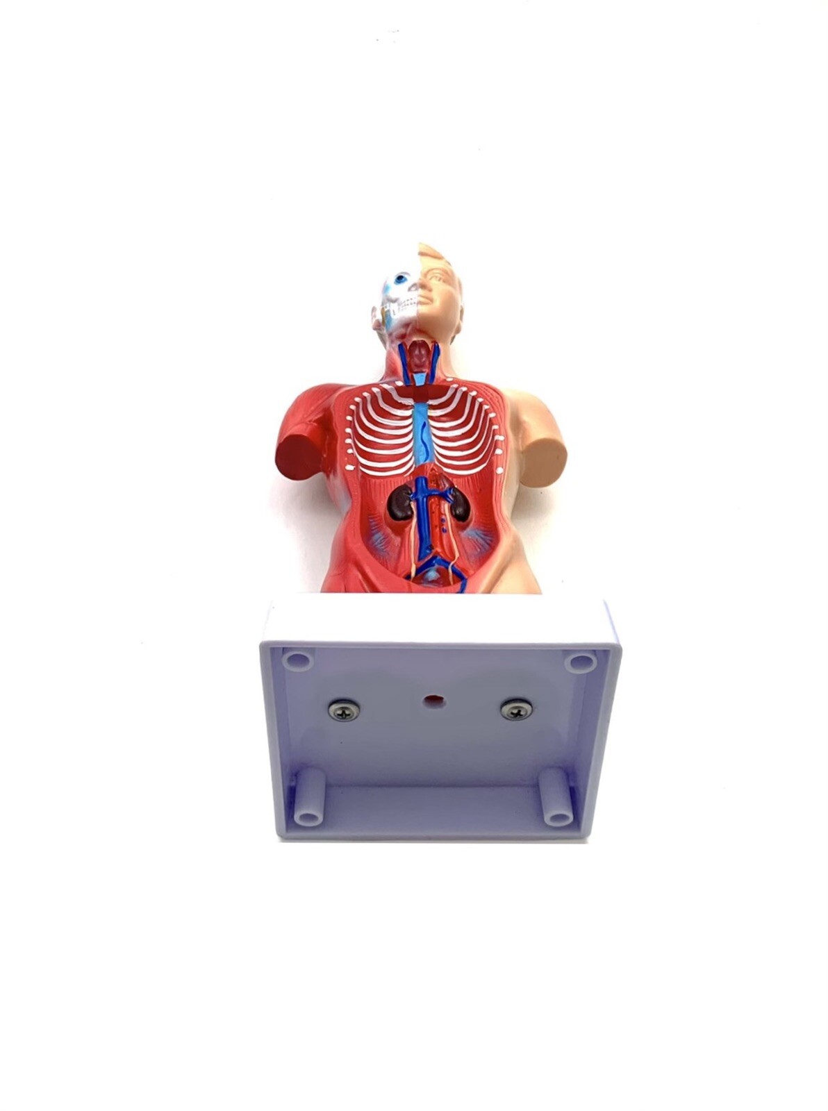 Model Human Body Torso Anatomy For School Science Teacher Doctor Office Decor