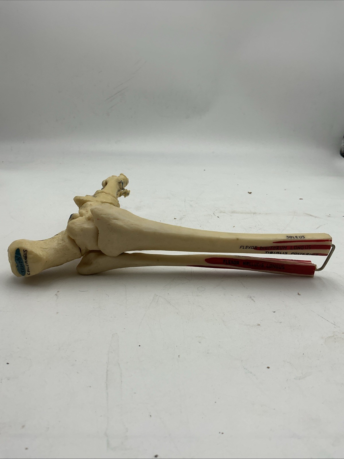 Medical Plastics Laboratory Foot & Ankle Skeleton Model with Muscle Attachments