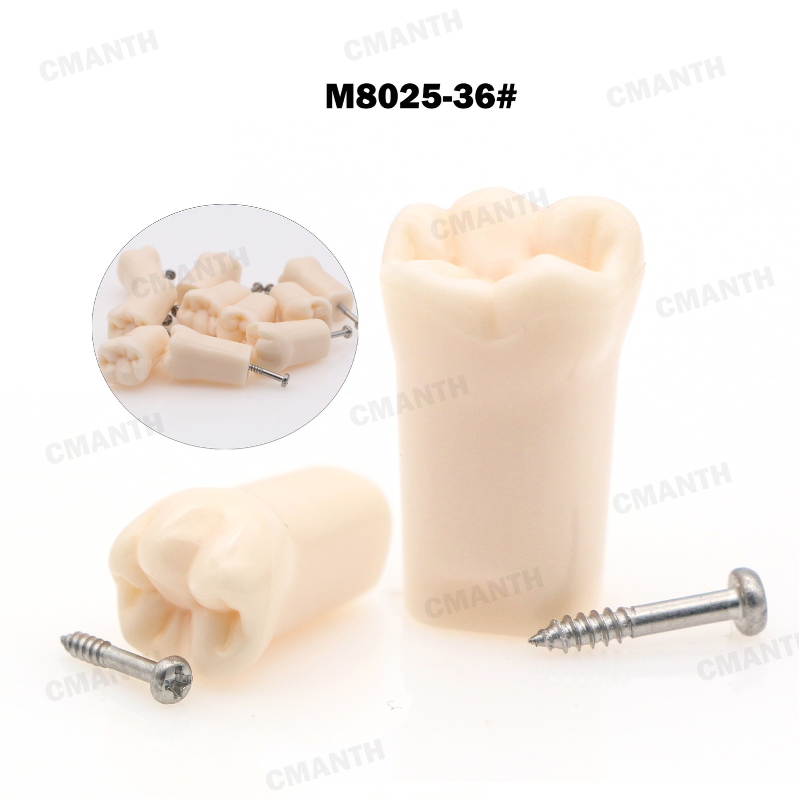Screw-in Dental Teeth Typodont Model Replacement Fit Kilgore NISSIN 200/500 Type