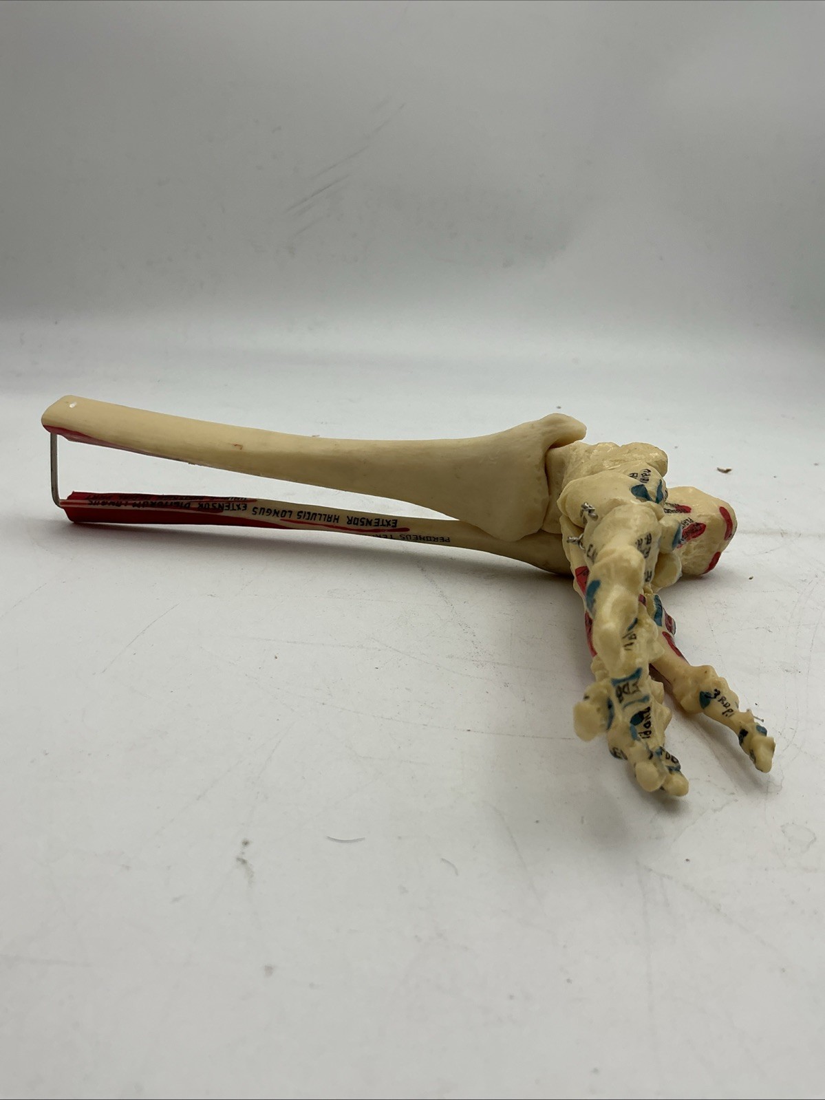 Medical Plastics Laboratory Foot & Ankle Skeleton Model with Muscle Attachments