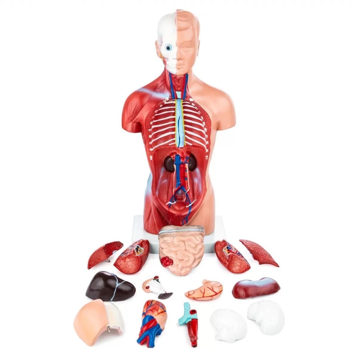 Mini Human Torso Model With 15 Removable Parts | Made Up Of Unbreakable PVC