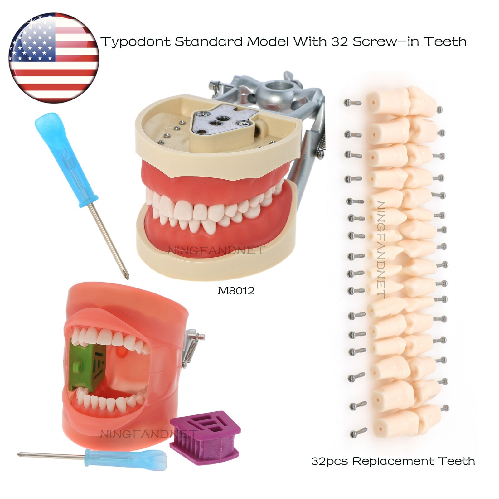 US Kilgore Nissin 200 Type Typodont Standard Model With 32 Screw-in Teeth