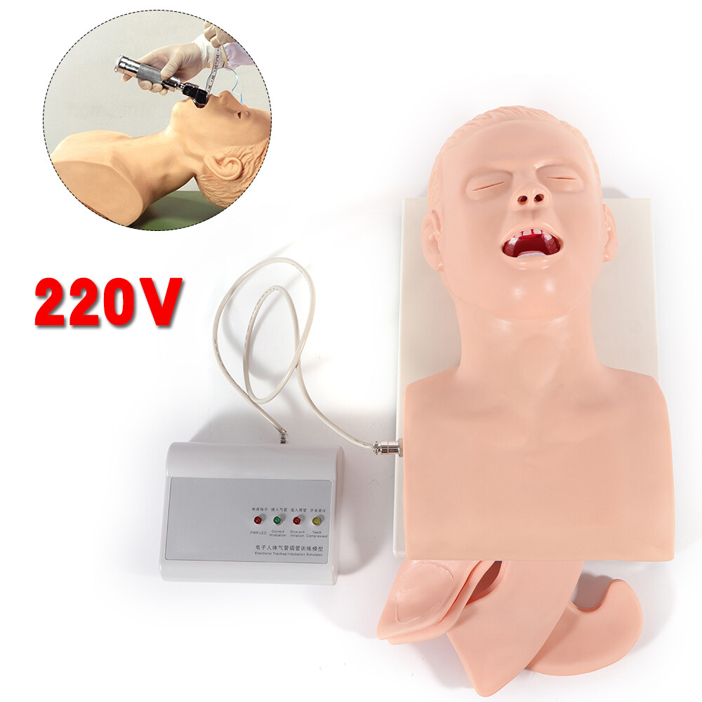 Airway Management Model Healthcare Training Airway Manikin Patient Simulator USA