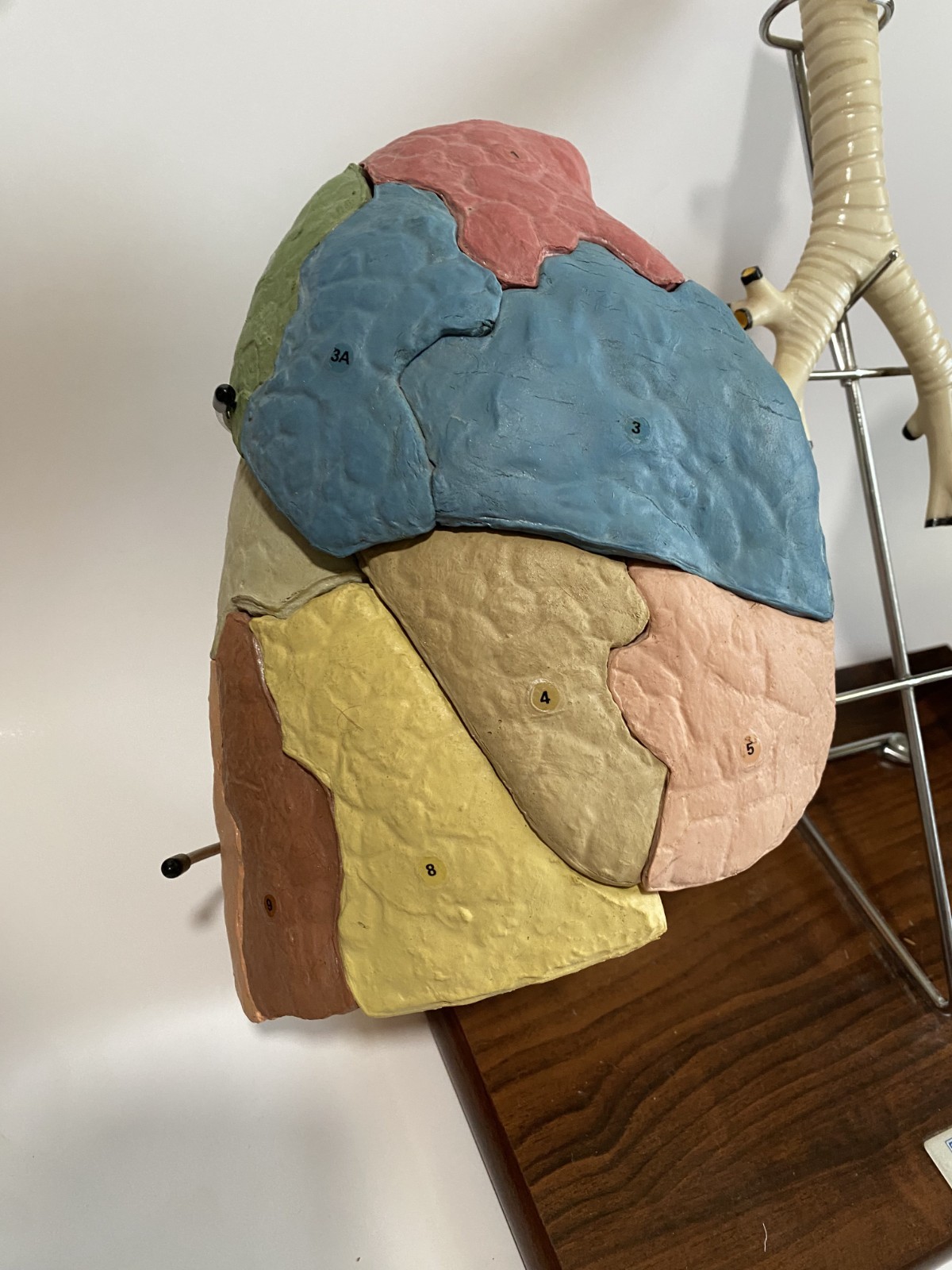 Medical Plastics Laboratory Lung Model on Stand – Anatomy Foam Sections Vintage