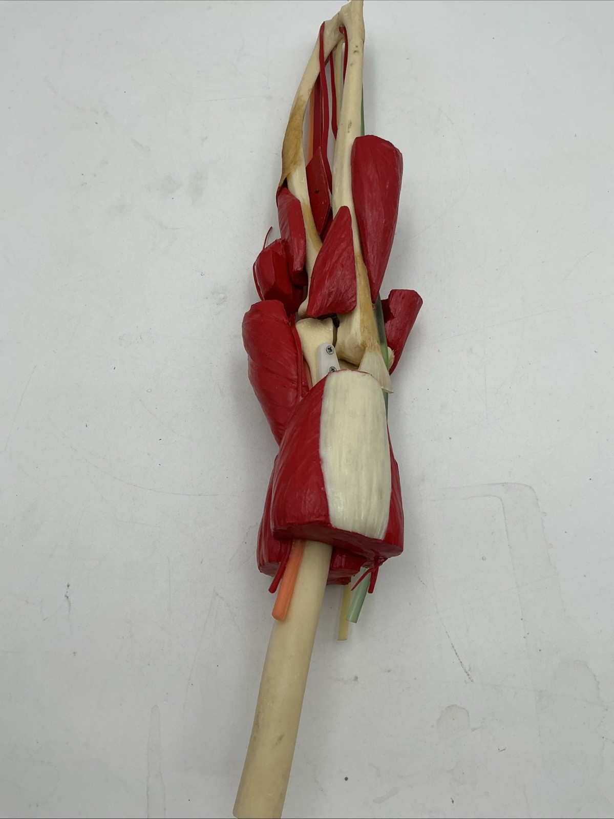 Medical Plastics Laboratory Deluxe Elbow Joint Model with Muscles and Ligaments