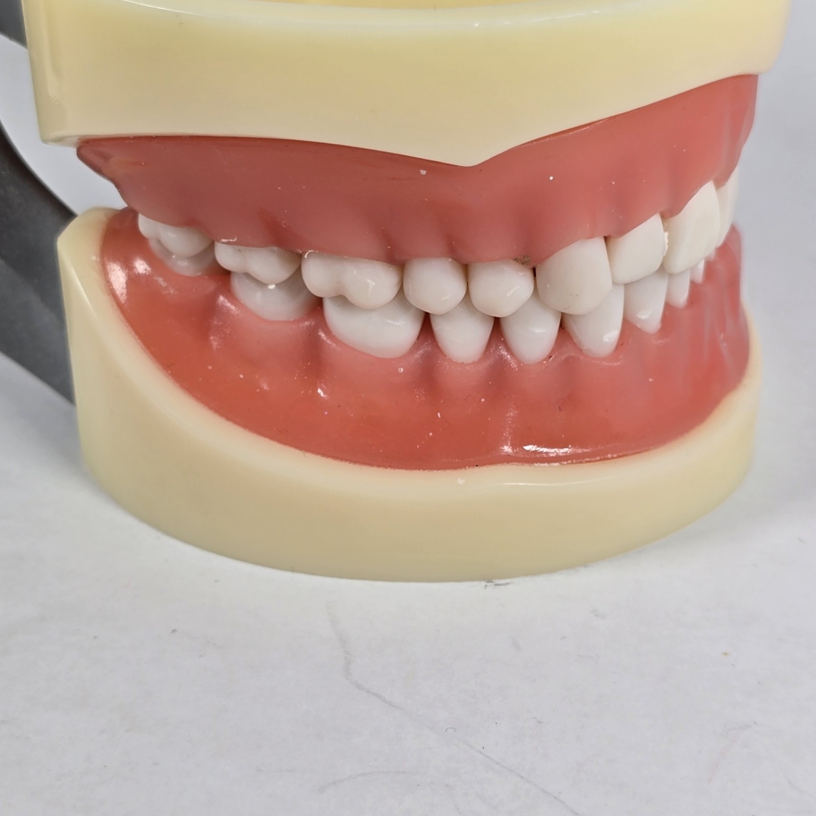 Student Dental Teeth Form, DM-200G, UN Branded