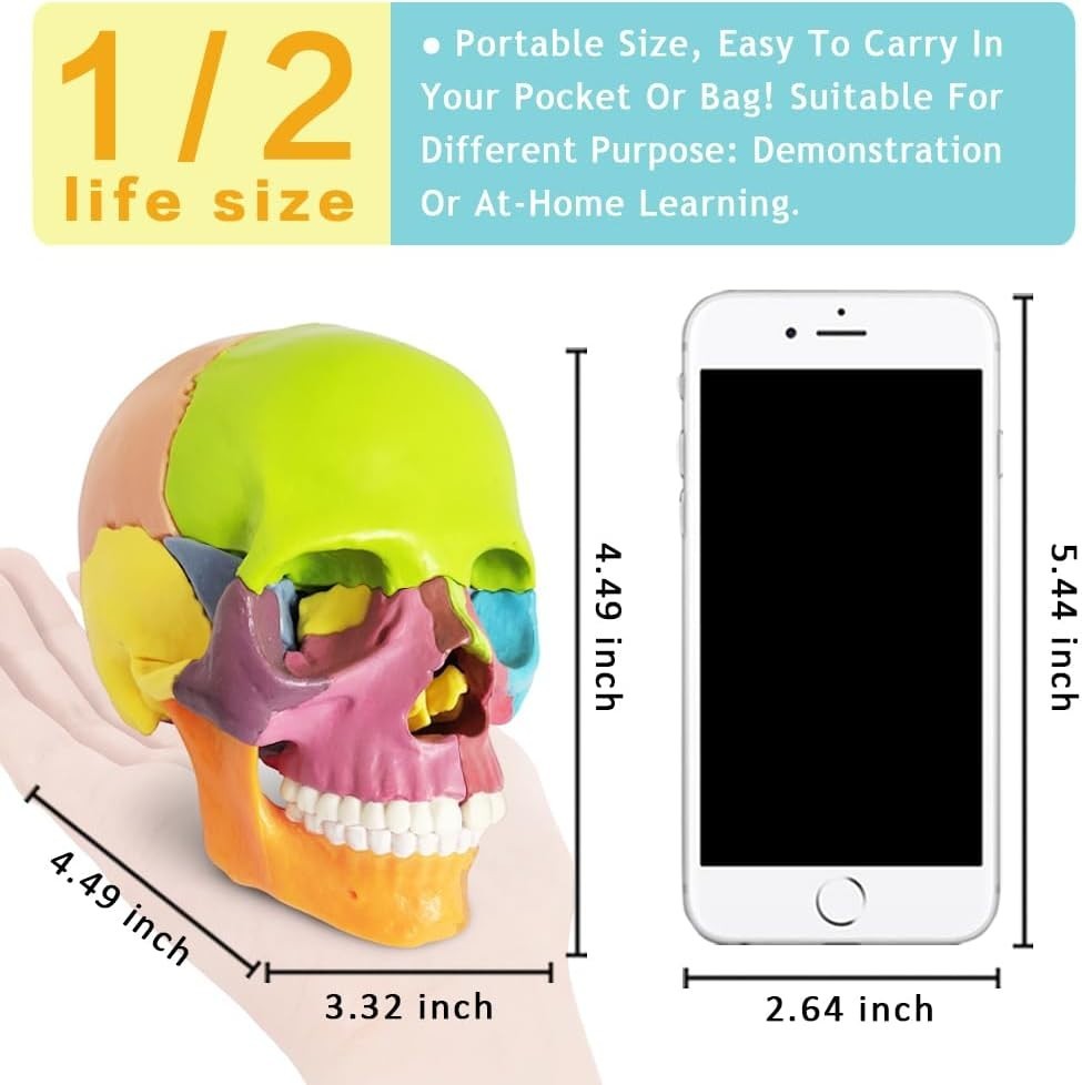 Palm-Sized Detachable Skull Model – Perfect for Anatomy Studies and Education