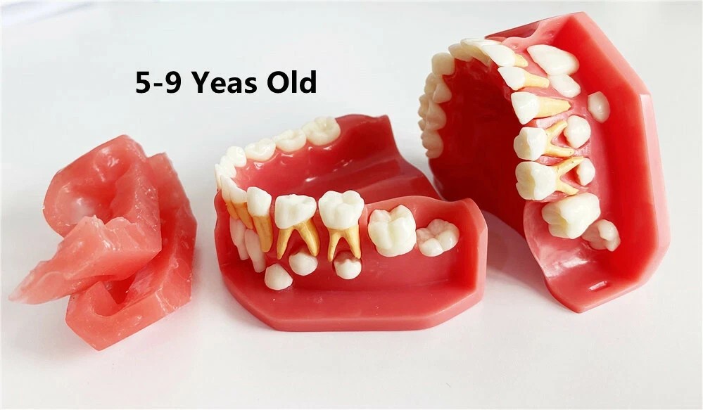 Dental Teaching Pediatrics TeethChildren 5-9Years Old Permanent Alternate Model-