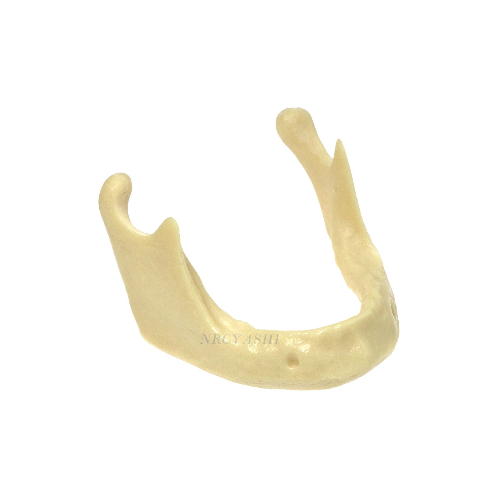 Dental Implant Mandible Lower Jaw Model For Basic Drilling and Gums Dentistry