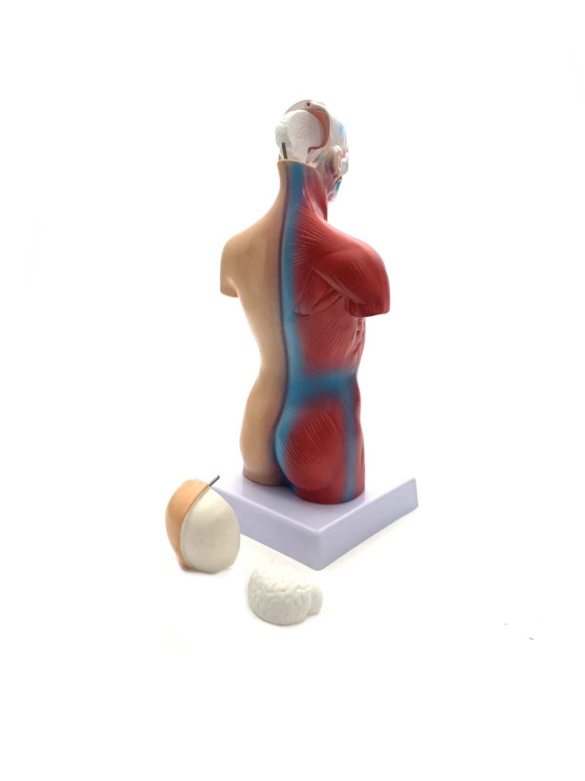 Model Human Body Torso Anatomy For School Science Teacher Doctor Office Decor